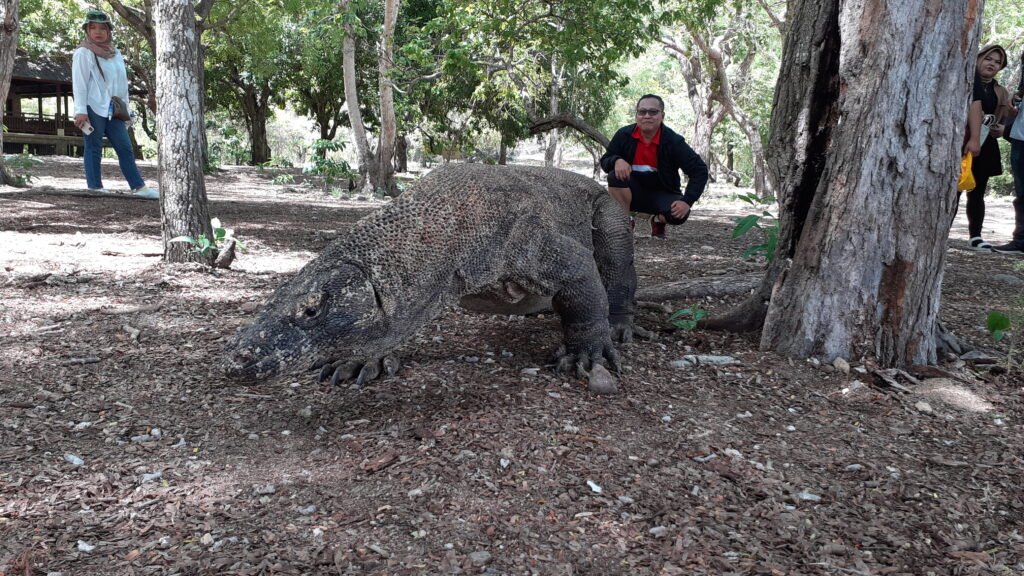 komodo dragons tour