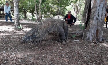 komodo dragons tour