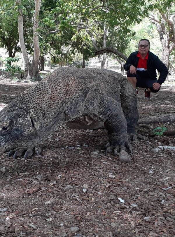 komodo dragons tour