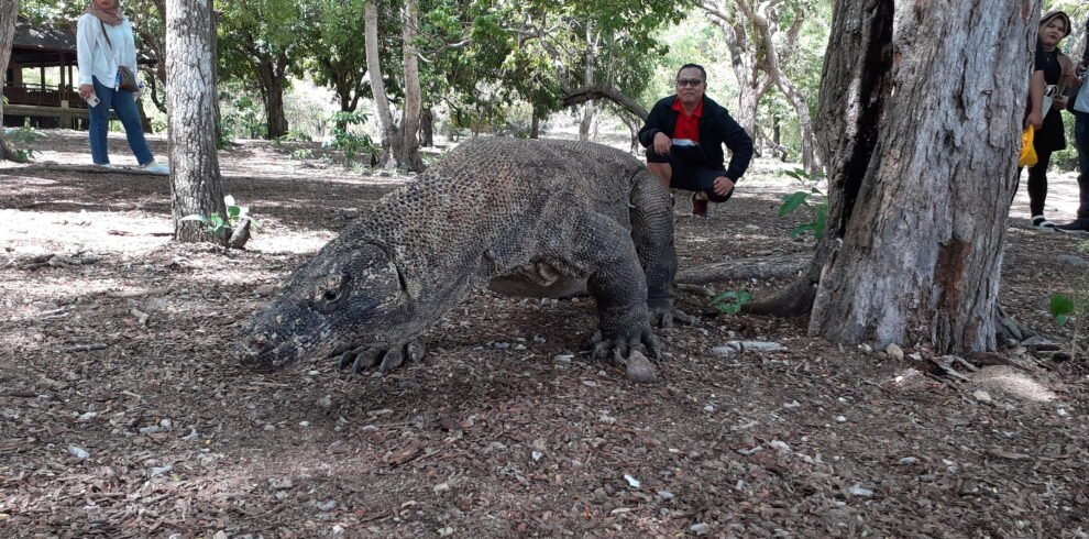 komodo dragons tour