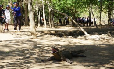 tamarine forest komodo