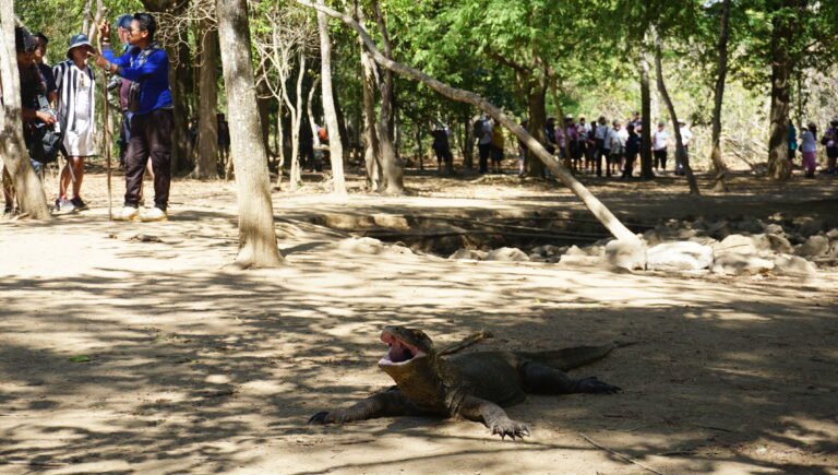 tamarine forest komodo