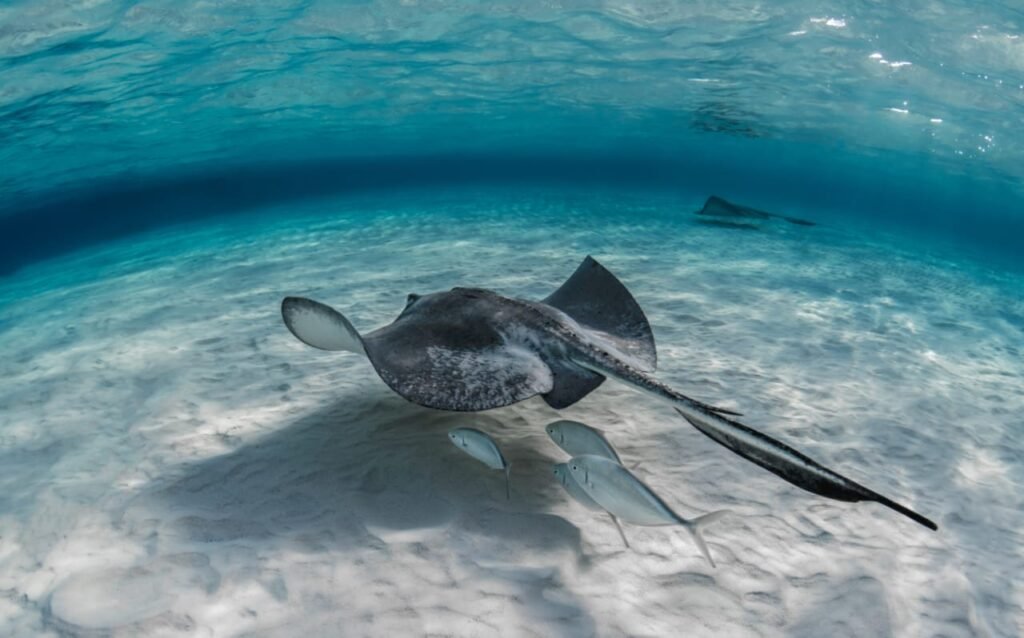 manta ray tour