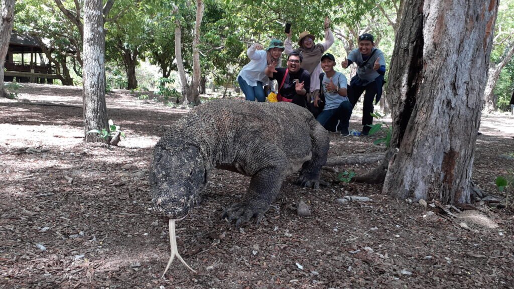 Komodo Dragons Tour